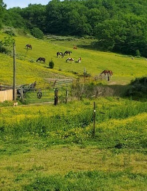 4701 Reed Road Thompson's Station, TN 37179 - Photo 25 of 27 a view of a field with an ocean