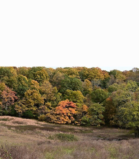 4701 Reed Road Thompson's Station, TN 37179 - Photo 27 of 27 an aerial view of mountain with trees