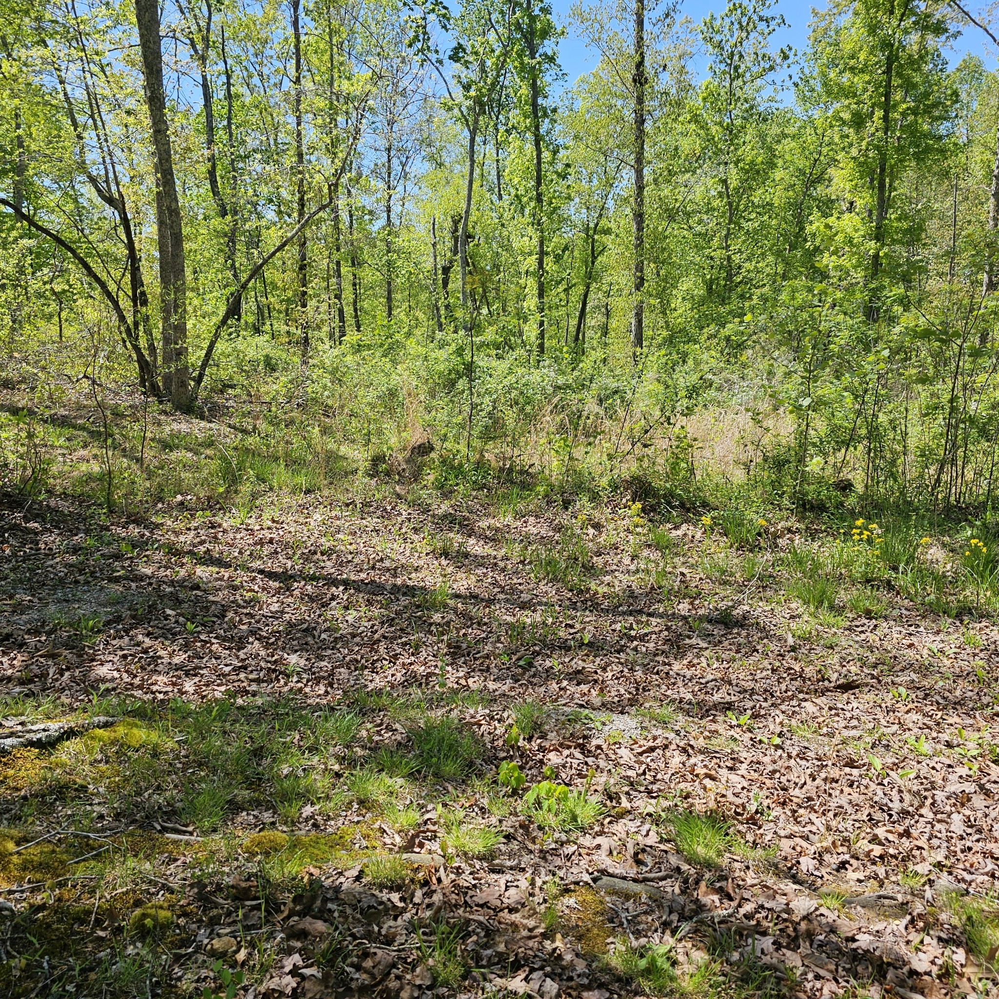 0 Young Green Road Smithville, TN 37166 - Photo 13 of 37 a view of a garden