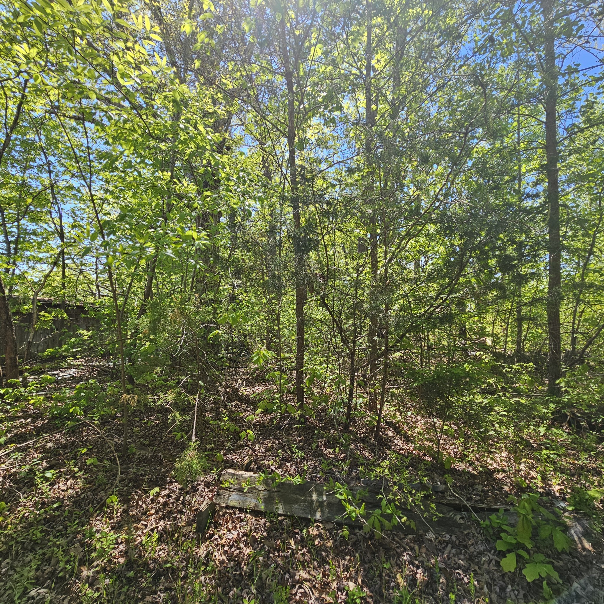 0 Young Green Road Smithville, TN 37166 - Photo 15 of 37 a view of a lush green forest