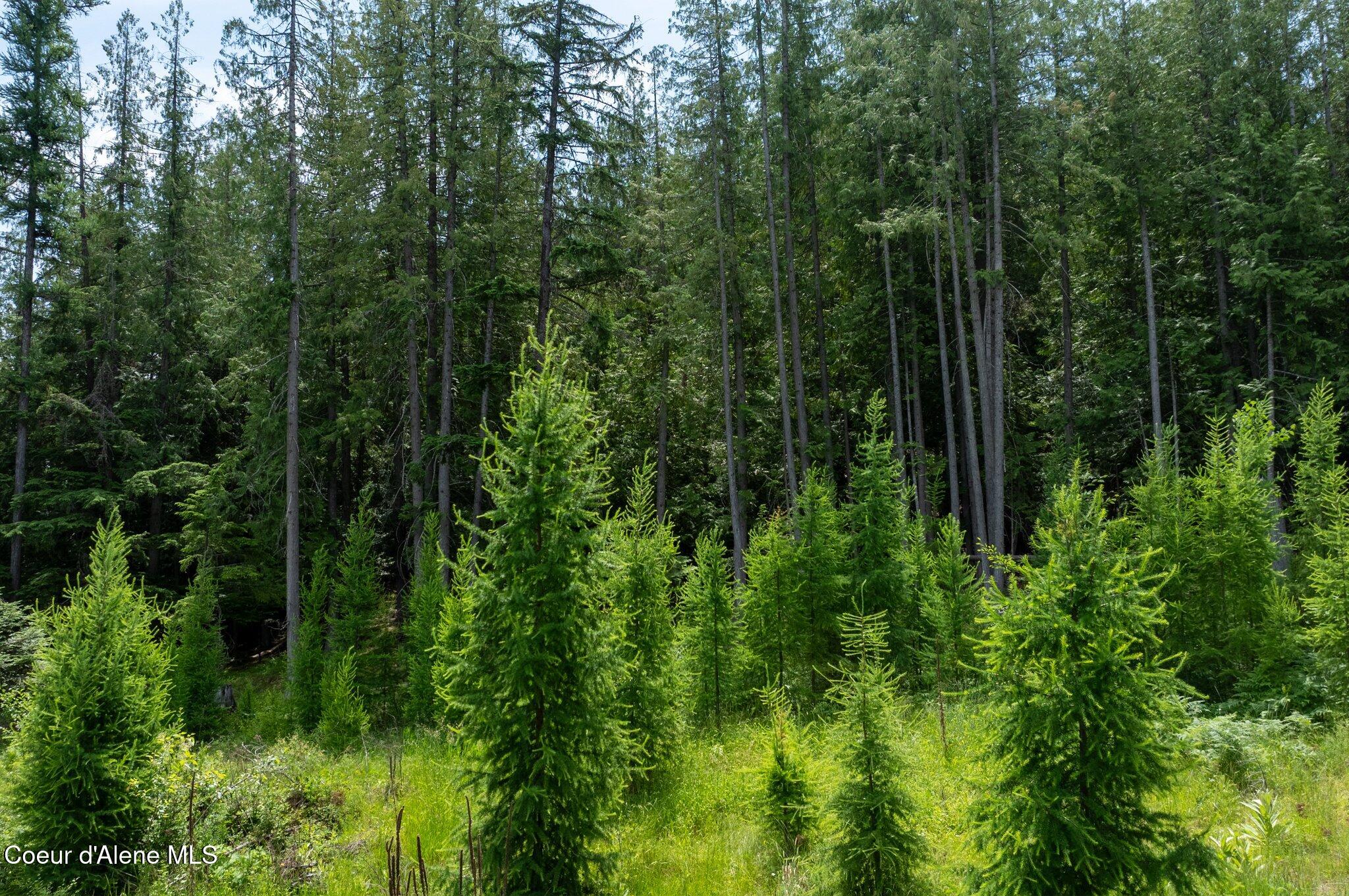 161 Finch Trail Sandpoint, ID 83864 - Photo 7 of 23 RealVue - 2025 0620 - 161 Finch Trail-19