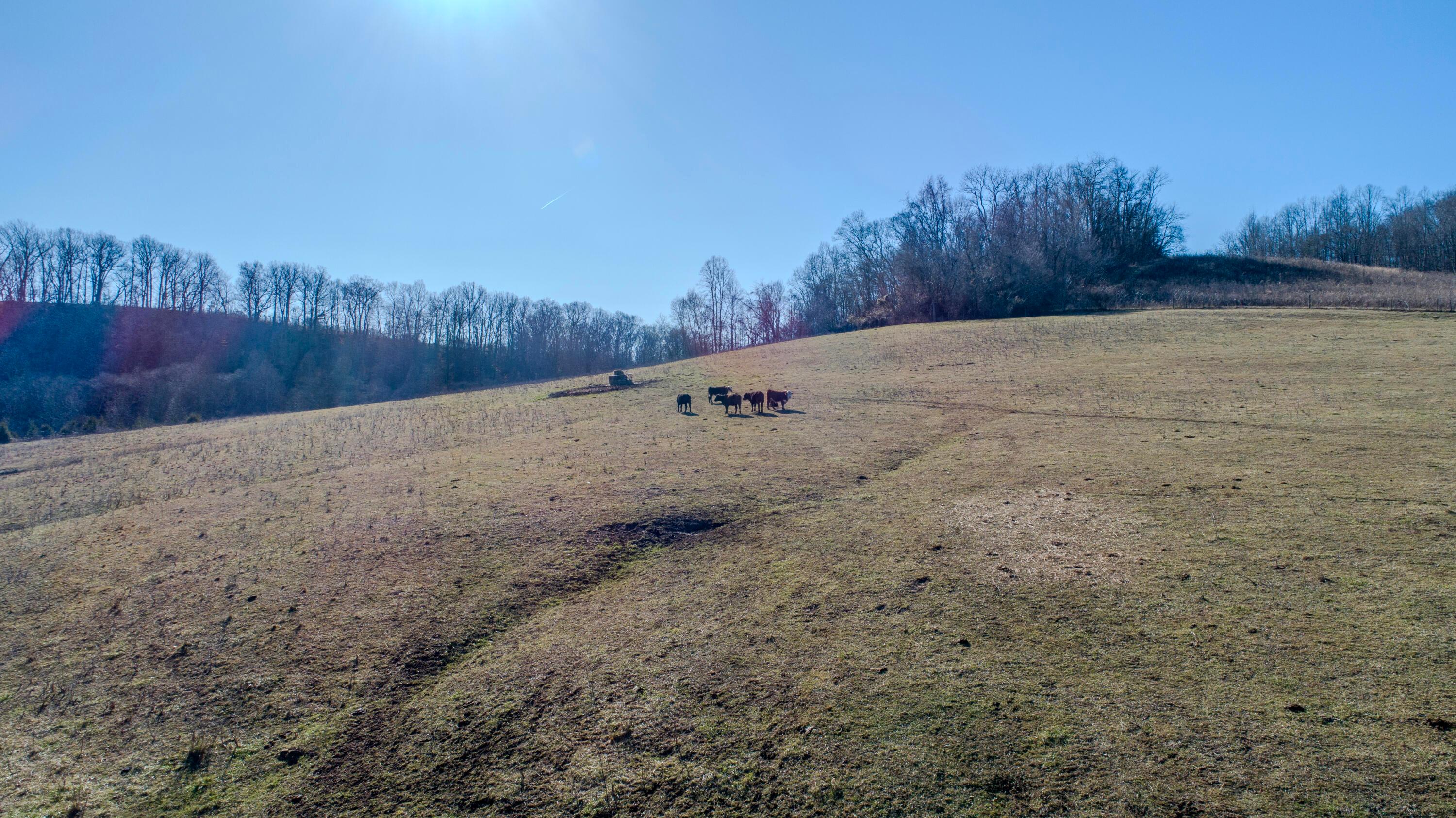 1368 Allen Road Beaver, OH 45613 - Photo 8 of 77 Cows in the pasture!