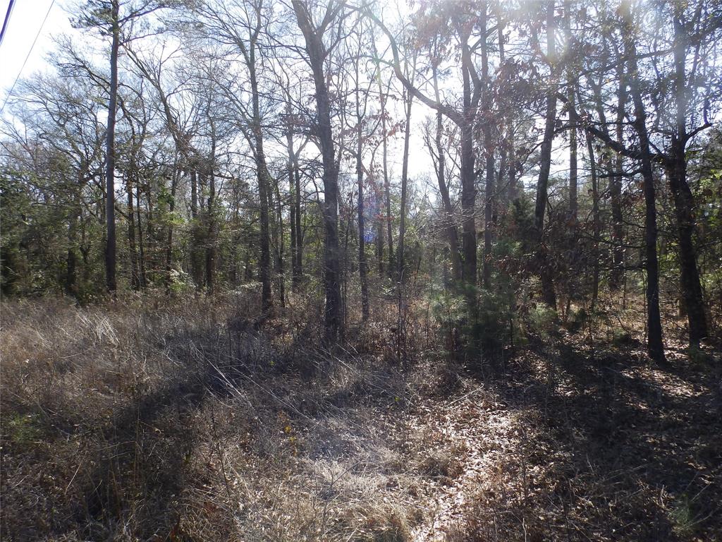 20175 South S Highway Flint, TX 75762 - Photo 35 of 40 a view of a forest with trees in the background