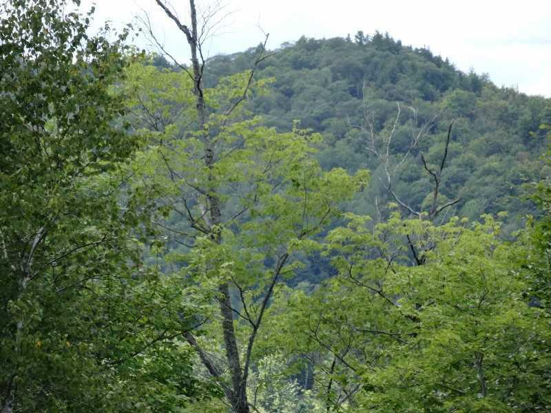 Lot 16 Riley Road Mexico, ME 04257 - Photo 5 of 7 Land/Lot.