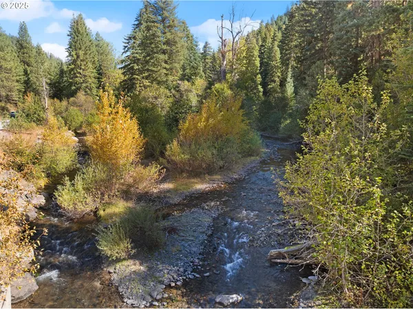 a view of a yard with plants and trees