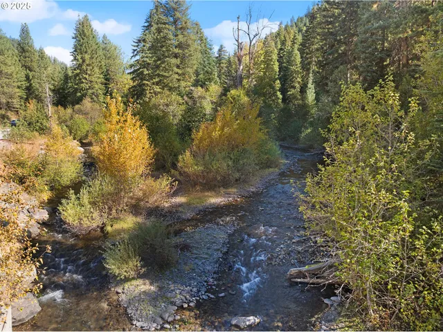 a view of a yard with plants and trees