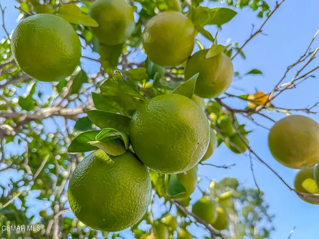 a view of an ocean and a yard