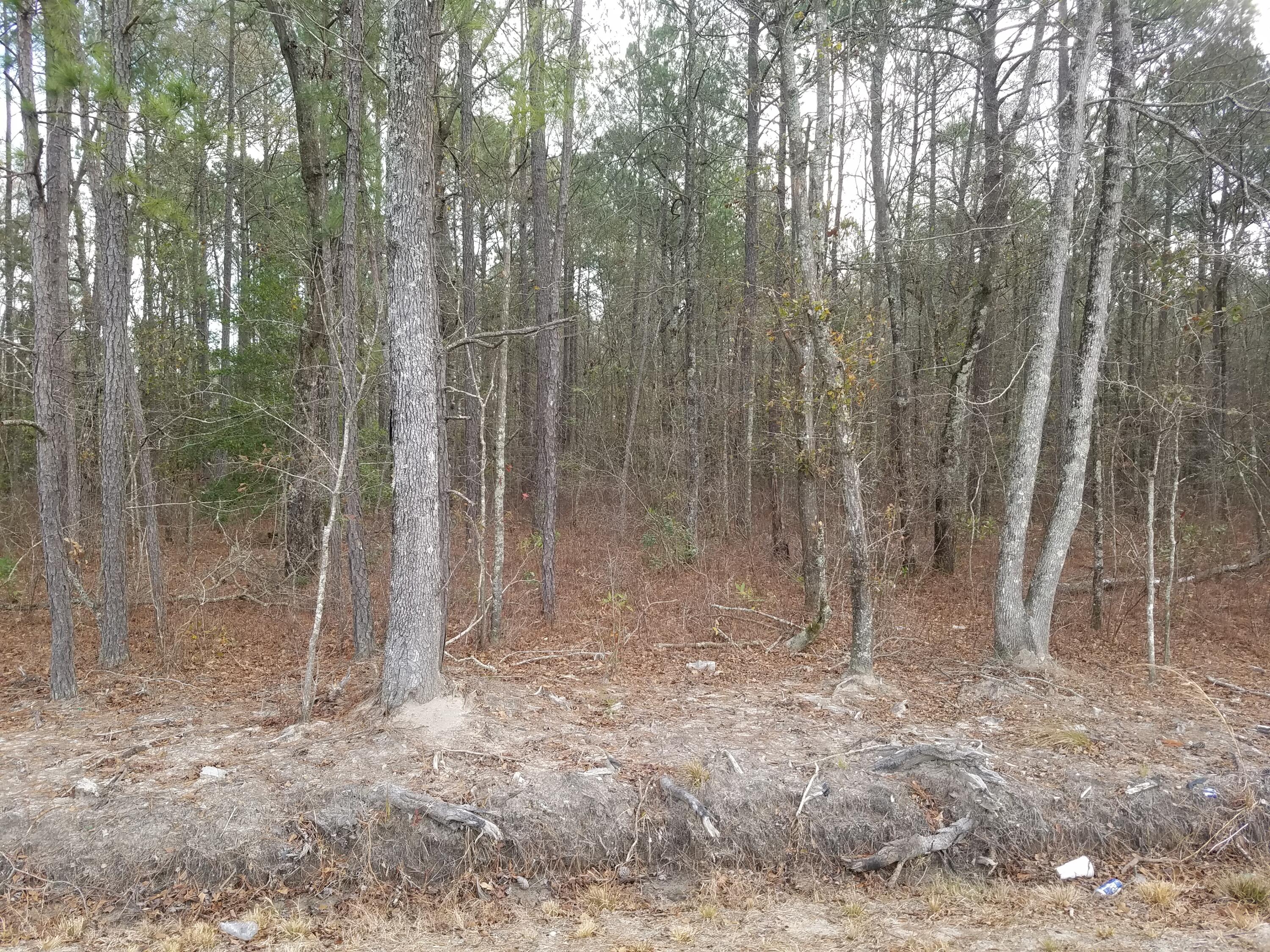 0 Maple Ridge Road Walterboro, SC 29488 - Photo 9 of 28 M-9