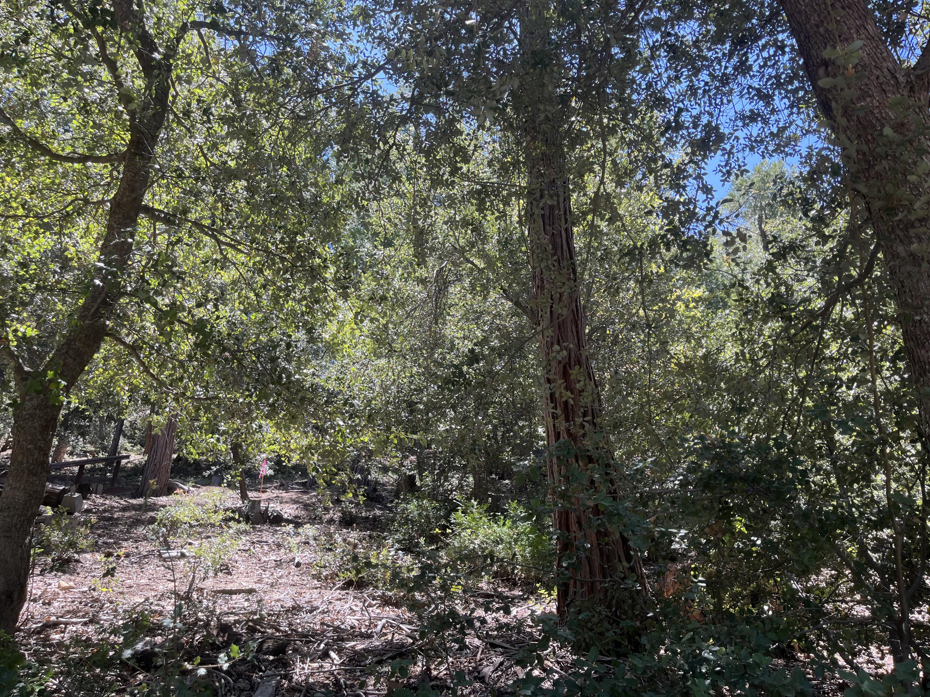 a view of a forest with trees in the background