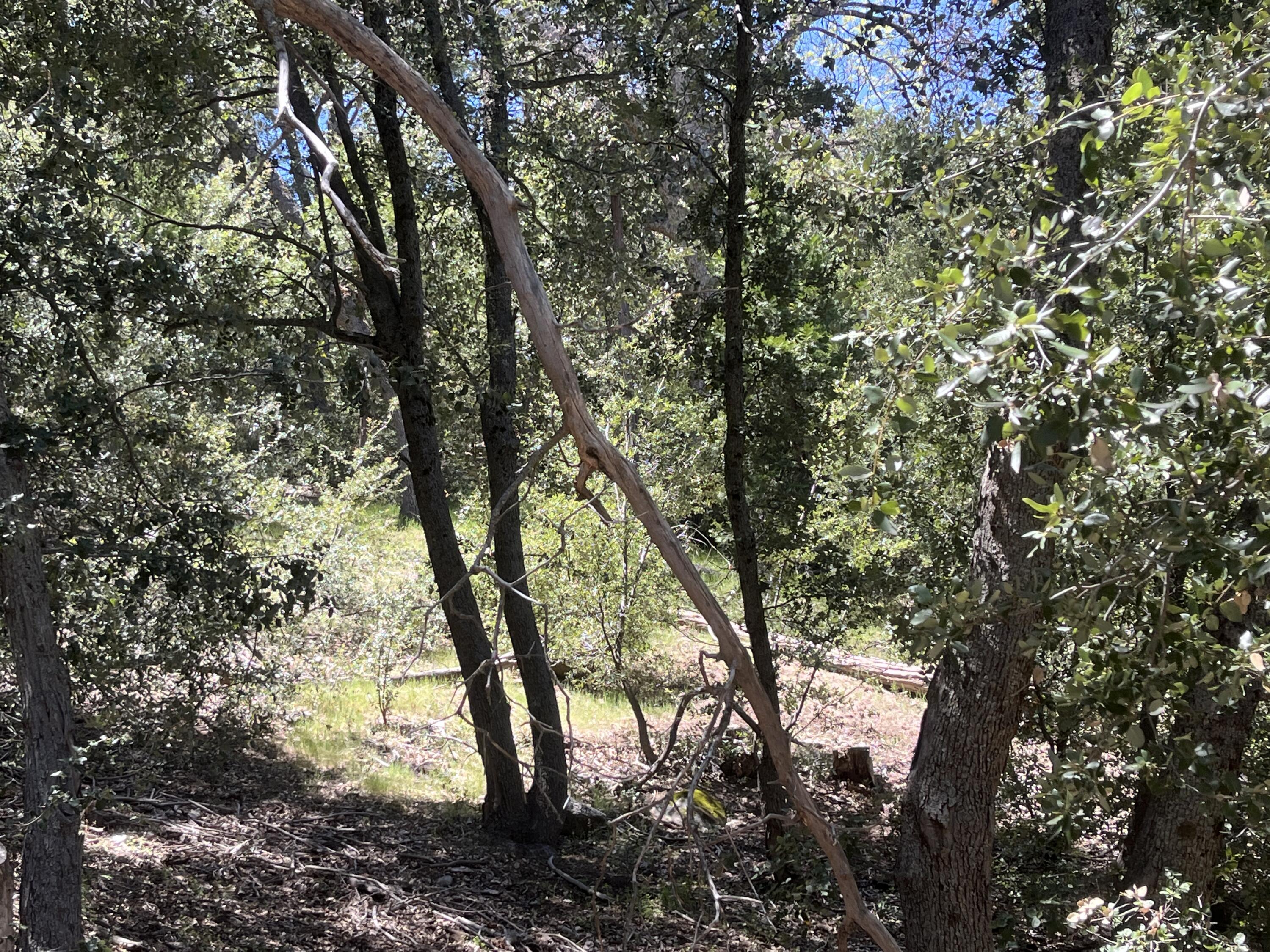 0 Middleridge Drive Idyllwild, CA 92549 - Photo 11 of 15 a view of forest