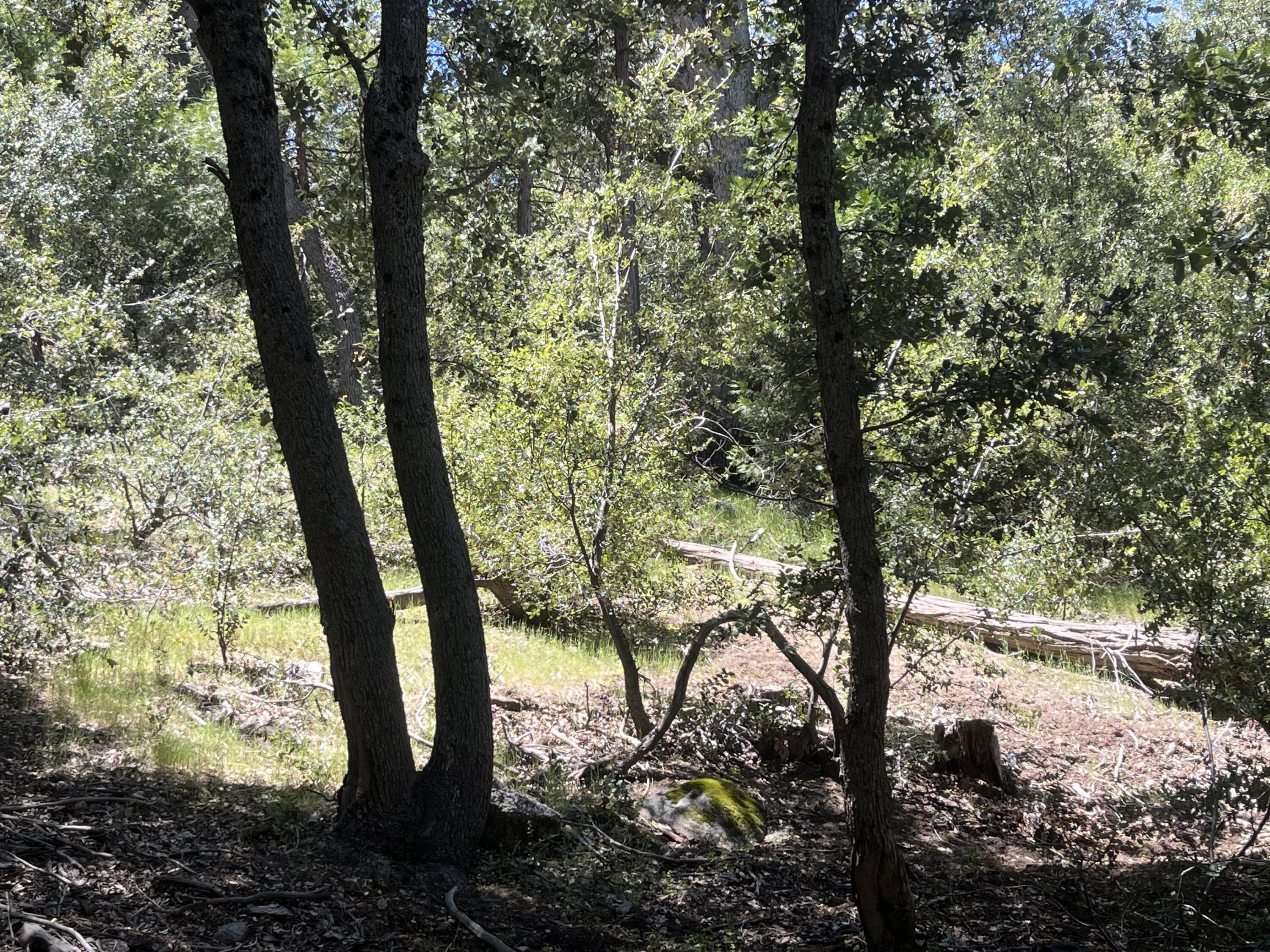 0 Middleridge Drive Idyllwild, CA 92549 - Photo 12 of 15