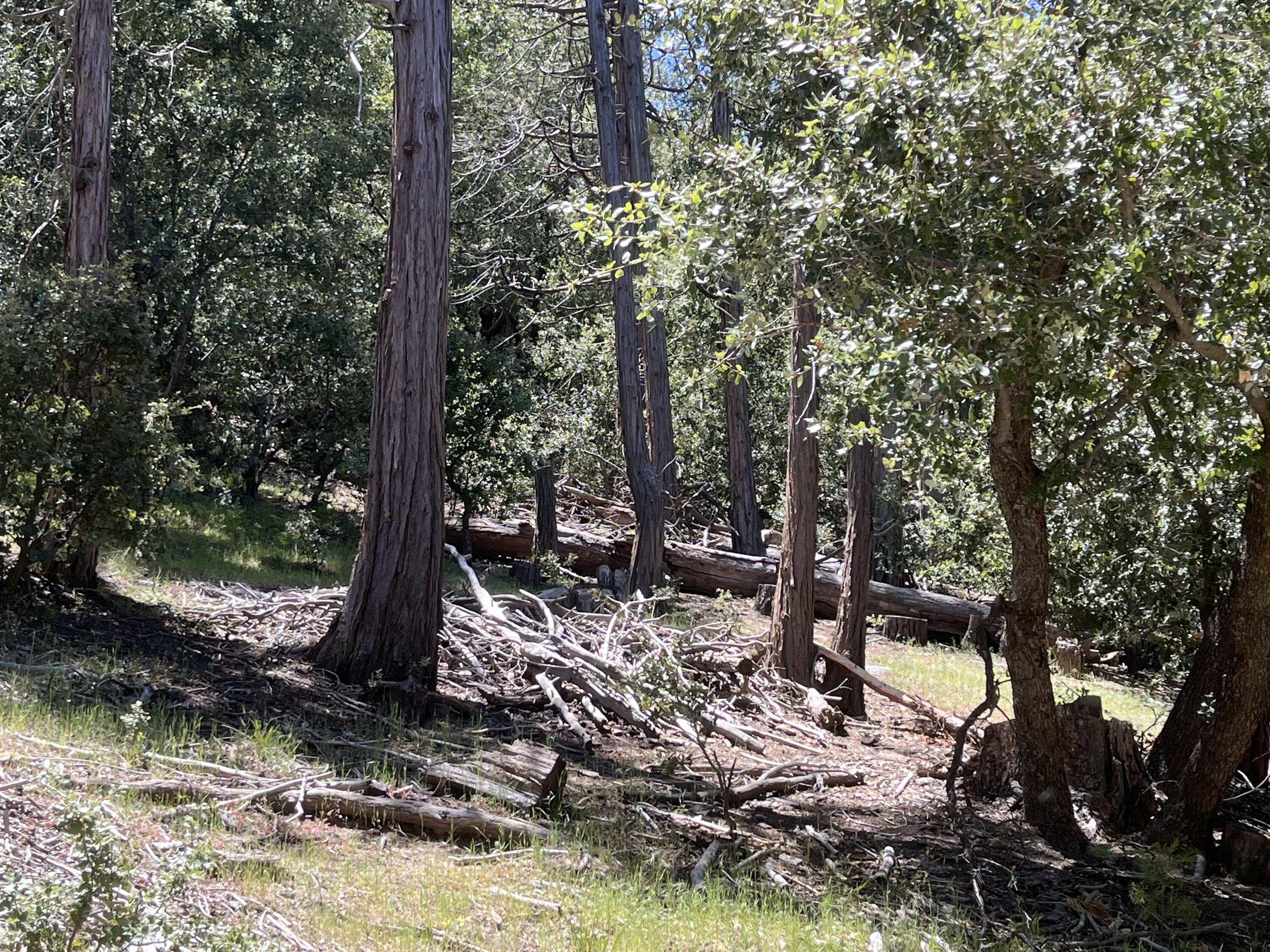 0 Middleridge Drive Idyllwild, CA 92549 - Photo 13 of 15 a view of a tree in a yard