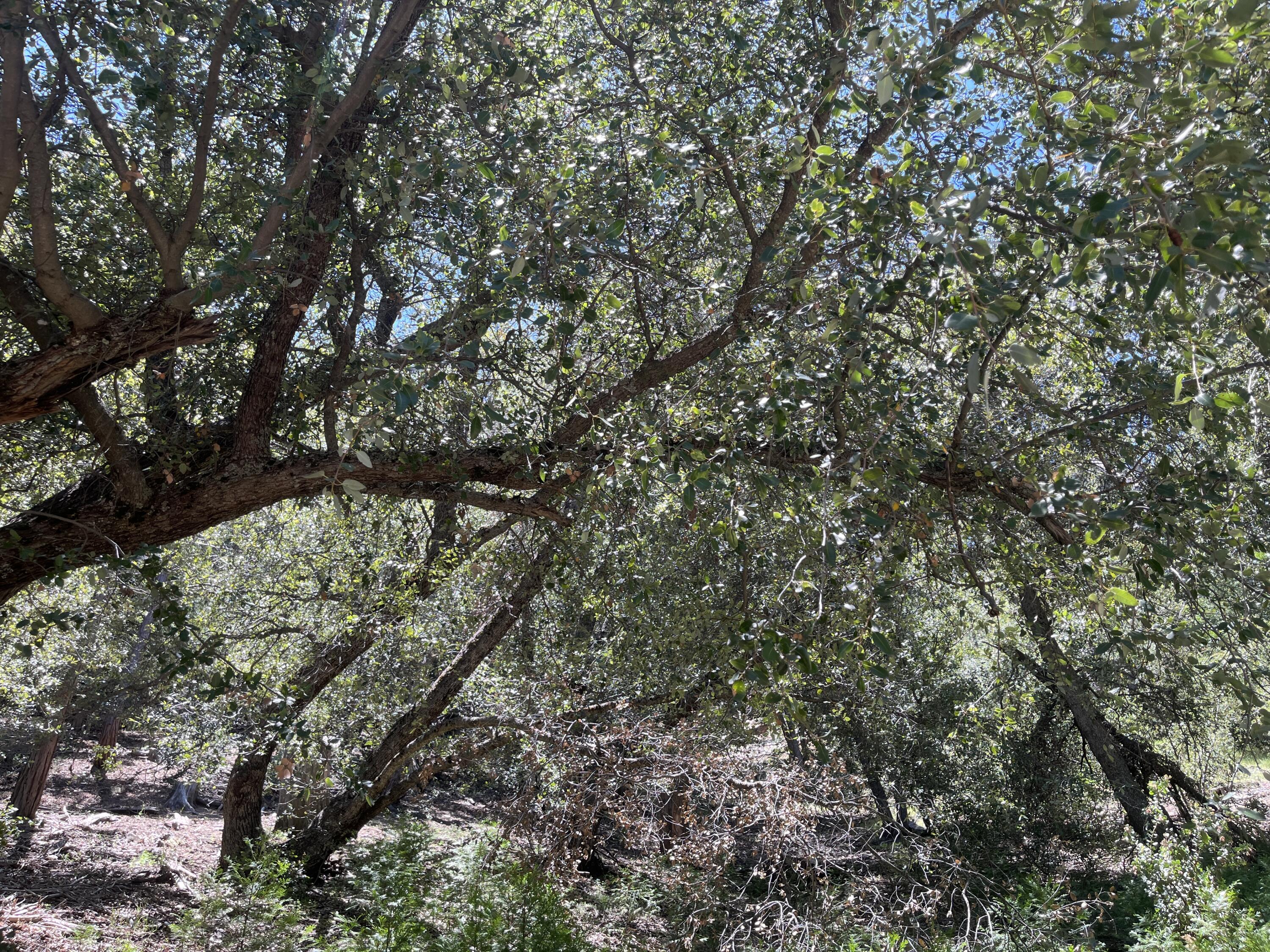 0 Middleridge Drive Idyllwild, CA 92549 - Photo 2 of 15 a view of tree
