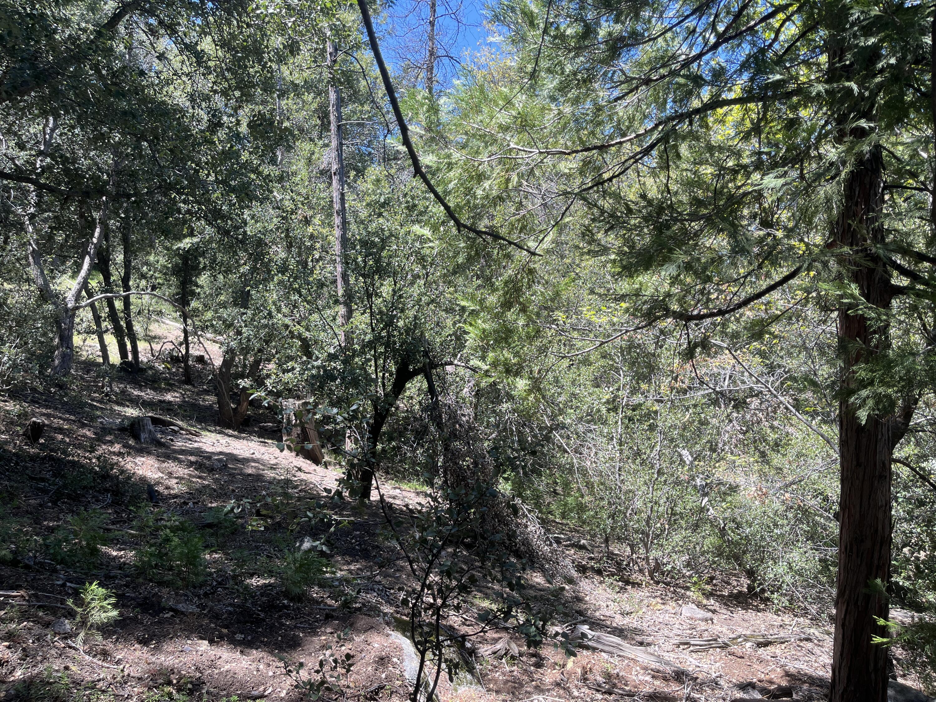0 Middleridge Drive Idyllwild, CA 92549 - Photo 5 of 15 a view of a forest filled with trees