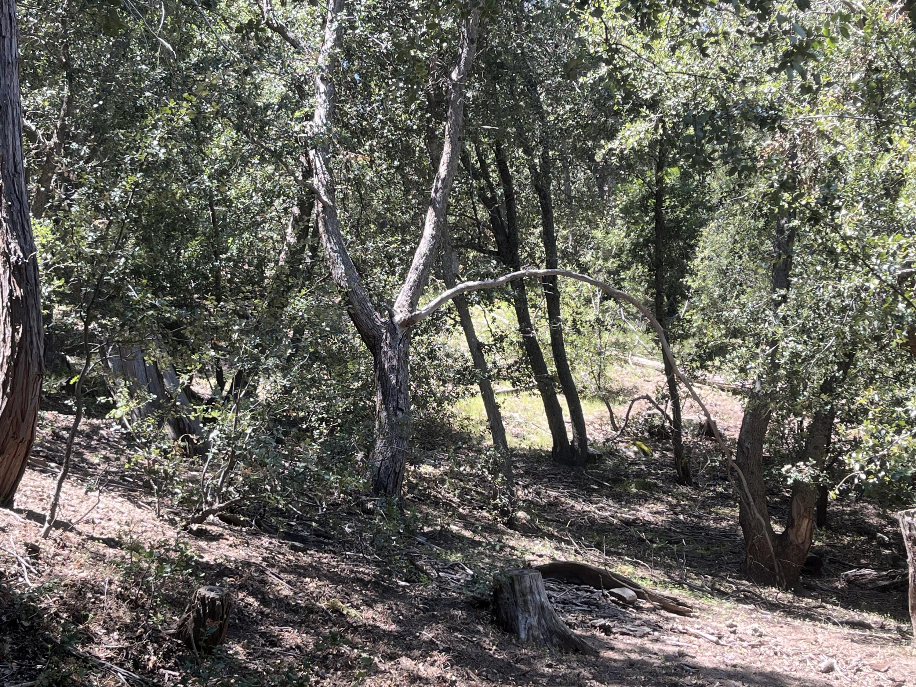0 Middleridge Drive Idyllwild, CA 92549 - Photo 7 of 15 a view of tree