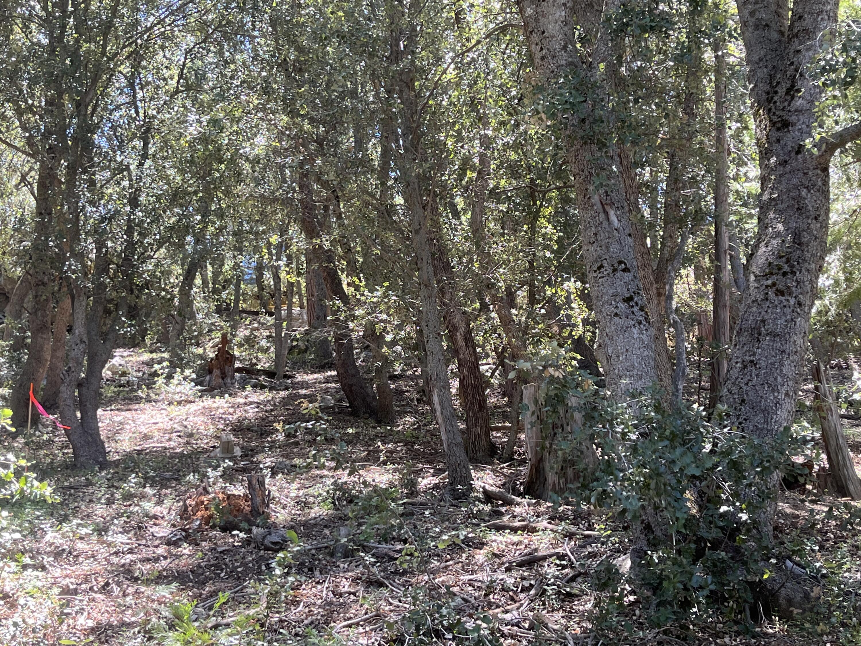 0 Middleridge Drive Idyllwild, CA 92549 - Photo 9 of 15 a view of a forest with trees