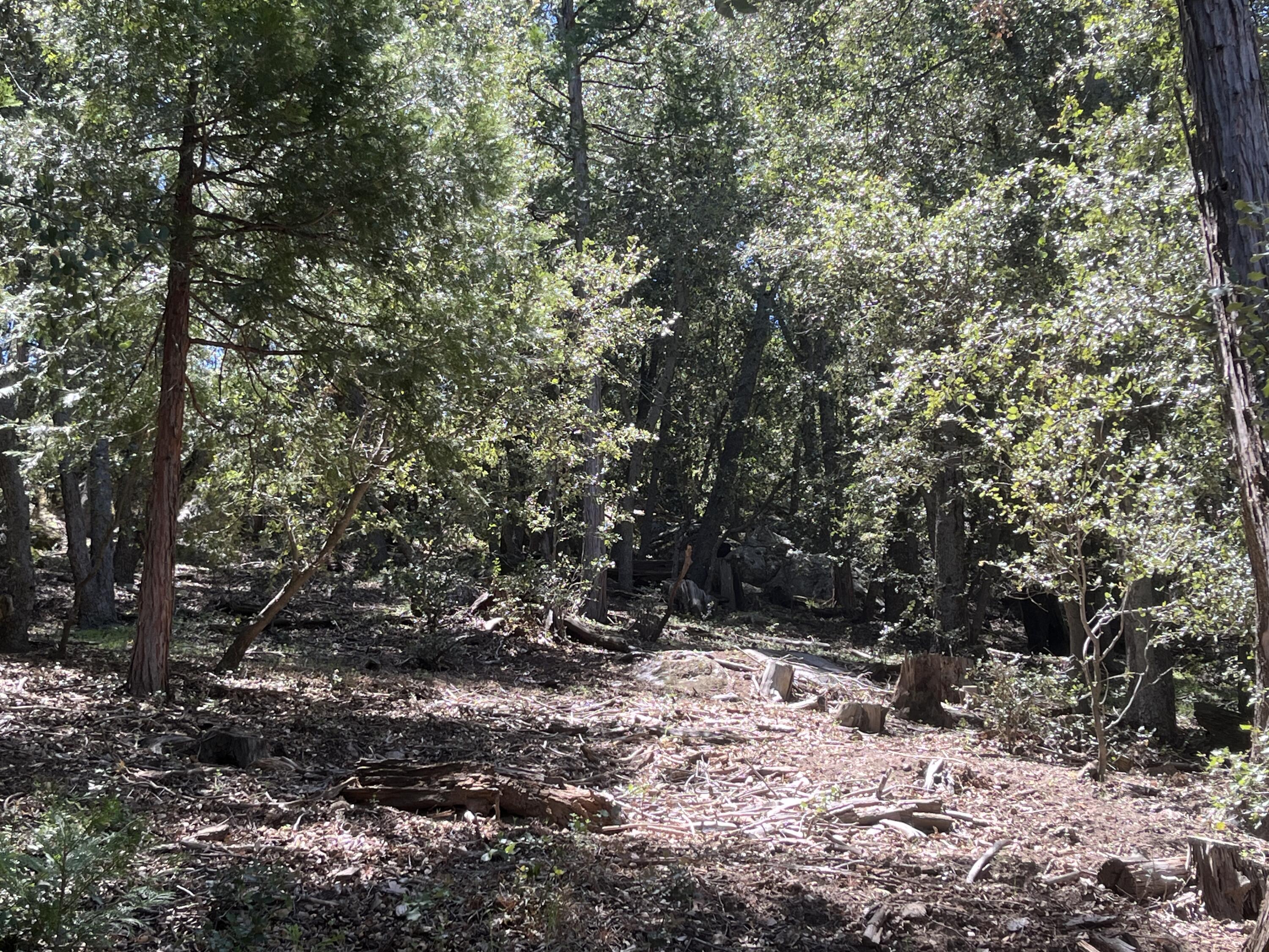 0 Middleridge Drive Idyllwild, CA 92549 - Photo 10 of 15 a view of a forest filled with trees