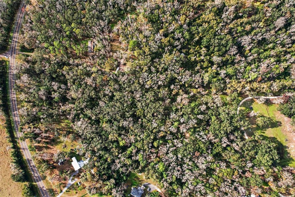 St Joe Road Dade City, FL 33523 - Photo 8 of 9 a view of a tree