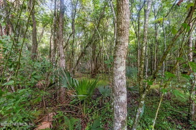 a view of a lush green forest with large trees
