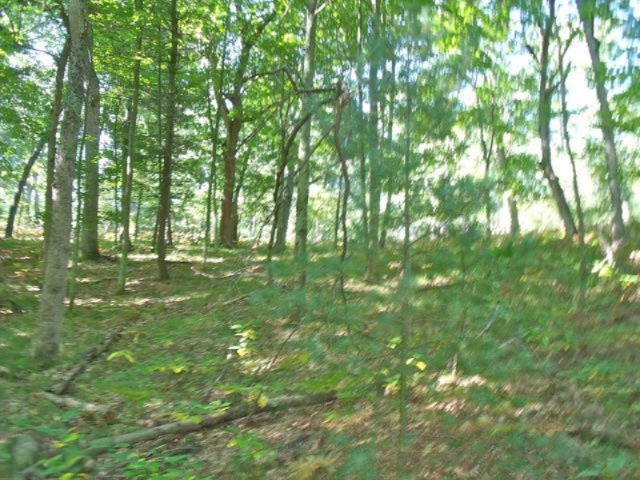 0 West Fossitt Road Newberry, MI 49868 - Photo 1 of 1 DSCF6663