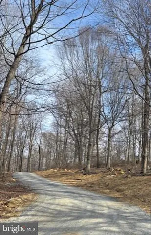 a view of a yard and a large tree