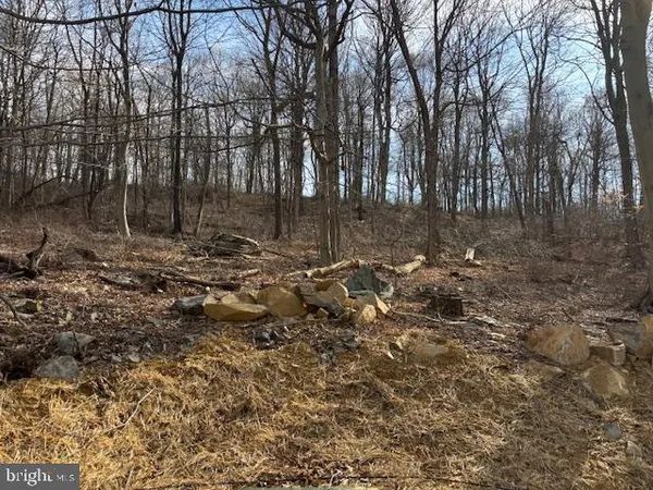 a view of a forest with trees
