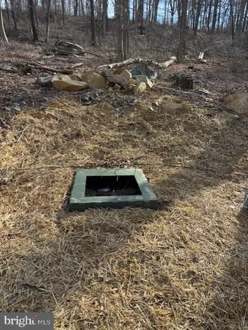 a view of a lush green forest
