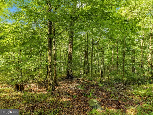 a view of a garden with plants and large trees