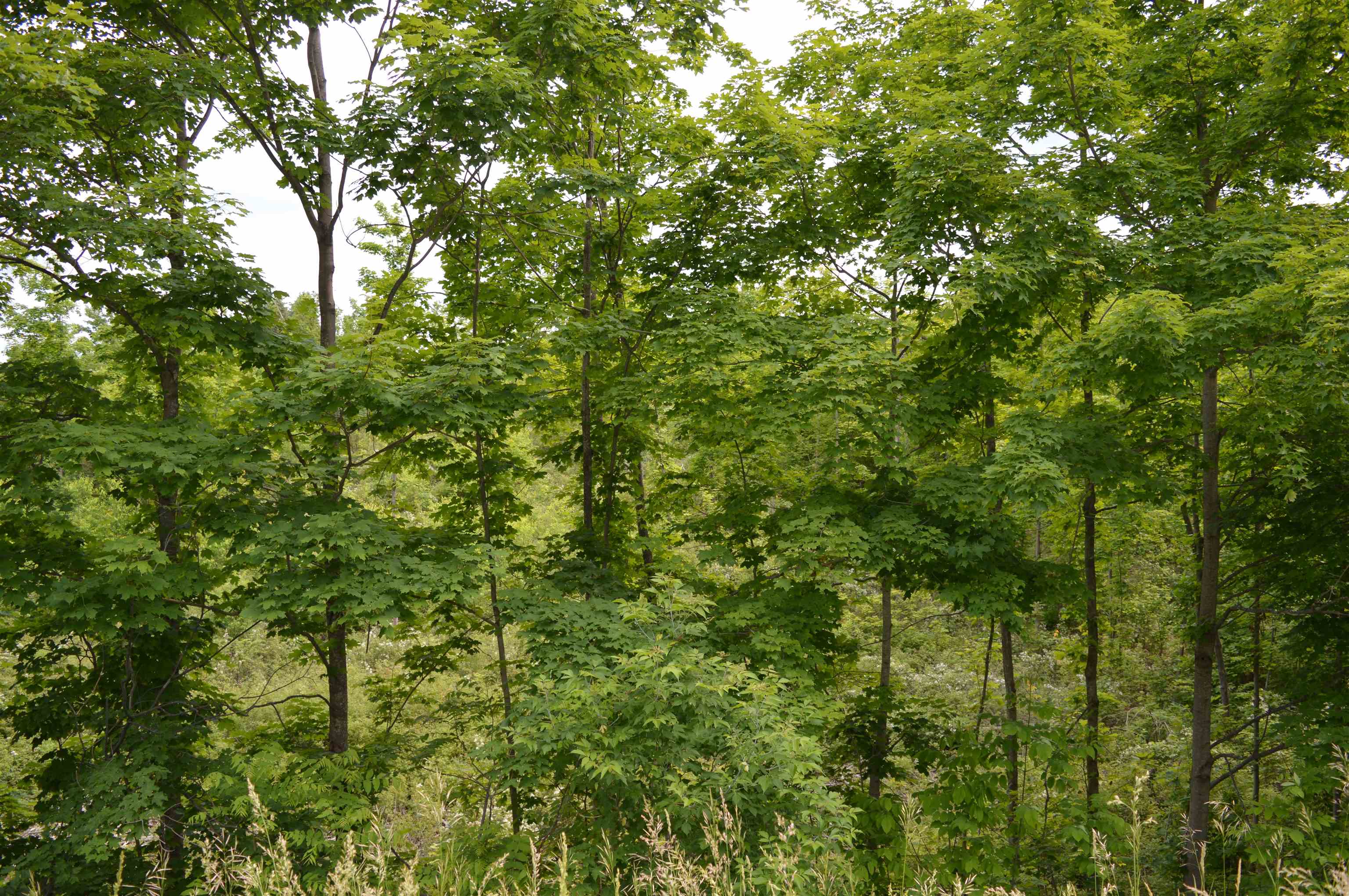 M Summit City Road, Unit LOT: M Kingsley, MI 49649 - Photo 13 of 20