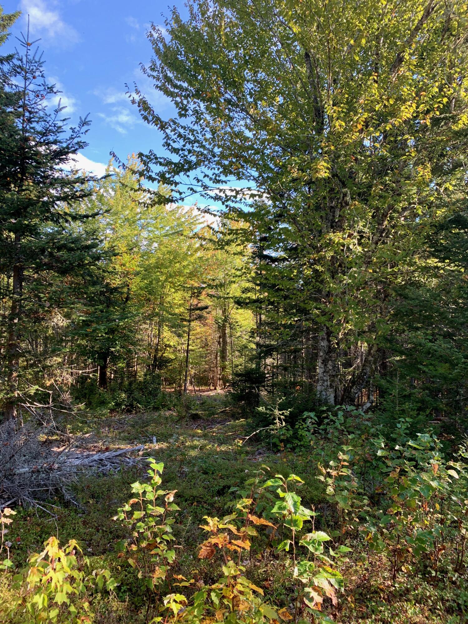 Lot 14 Off Steam Mill Road Robbinston, ME 04671 - Photo 25 of 67 IMG_2933
