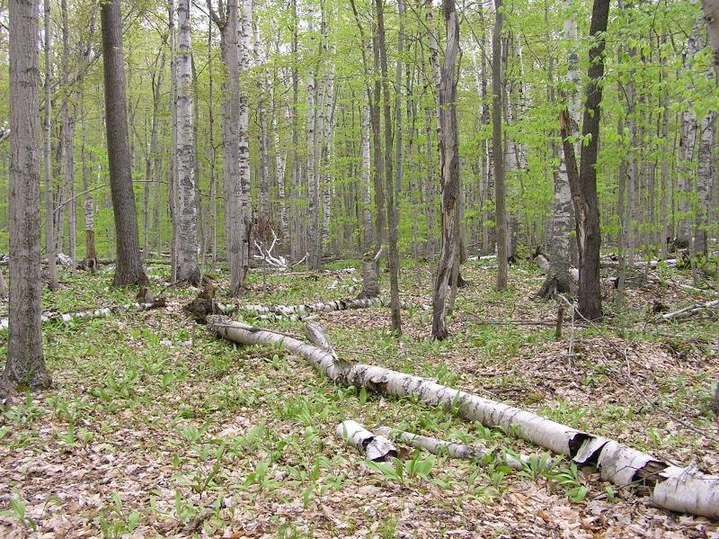 Tbd Wilcox Road Washington Island, WI 54246 - Photo 1 of 1 Main View