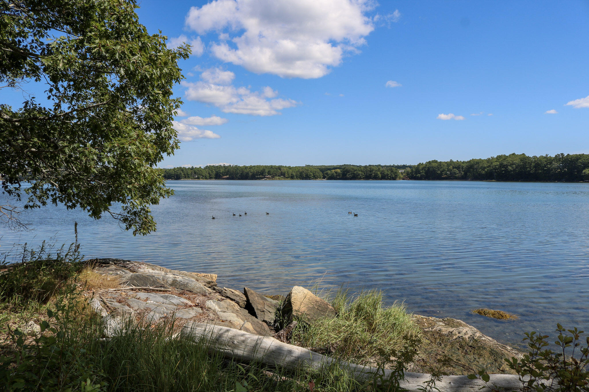 295 Mills Road Newcastle, ME 04553 - Photo 50 of 55 Wildlife views from property