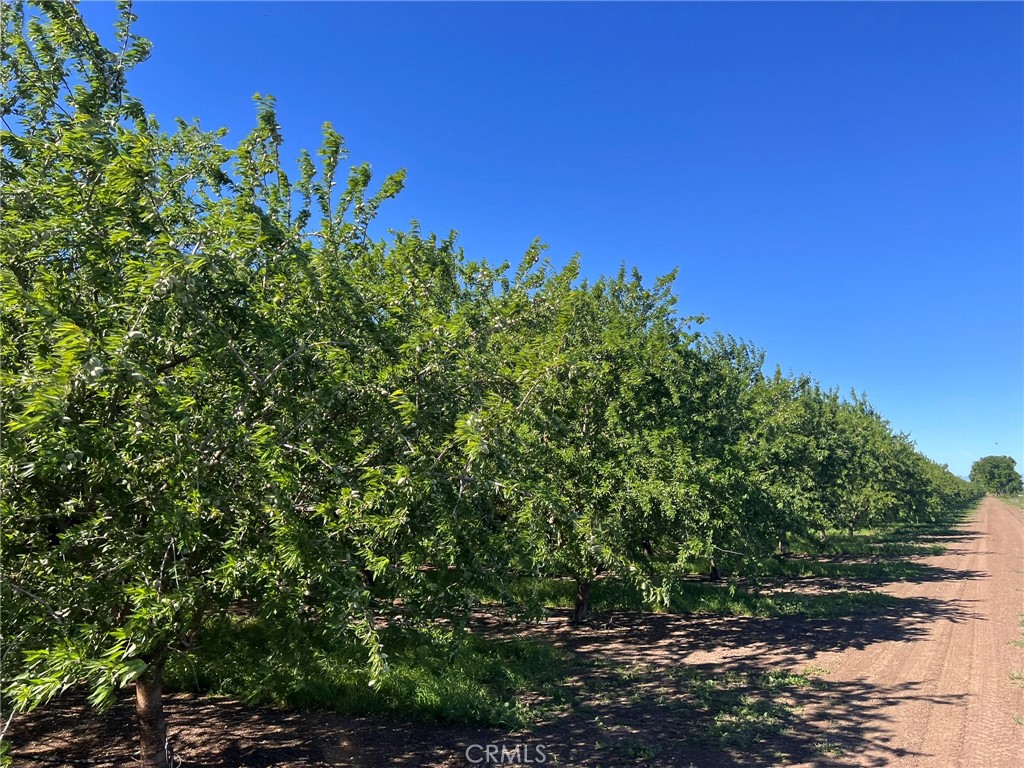 5000 Ord Ferry Chico, CA 95928 - Photo 12 of 22 a view of a tree with a tree in front of it