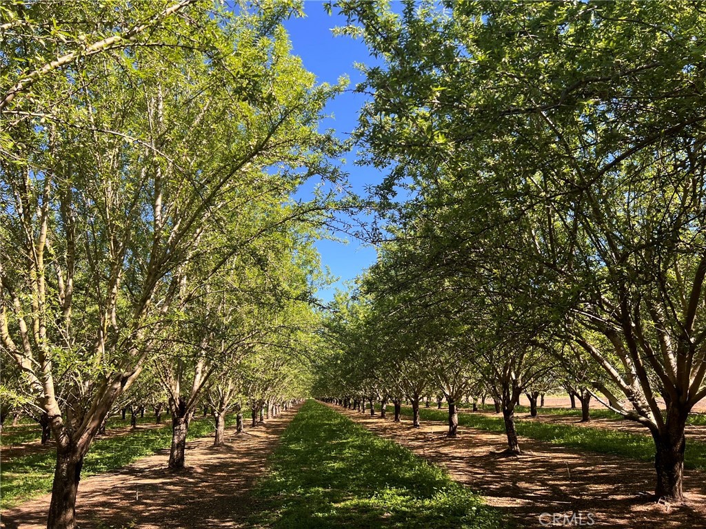 5000 Ord Ferry Chico, CA 95928 - Photo 8 of 22 a view of outdoor space with trees
