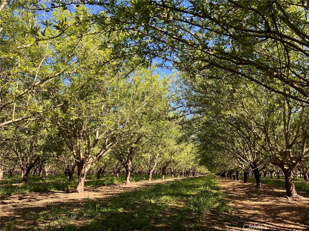 5000 Ord Ferry Chico, CA 95928 - Photo 10 of 22 a view of a yard with a tree