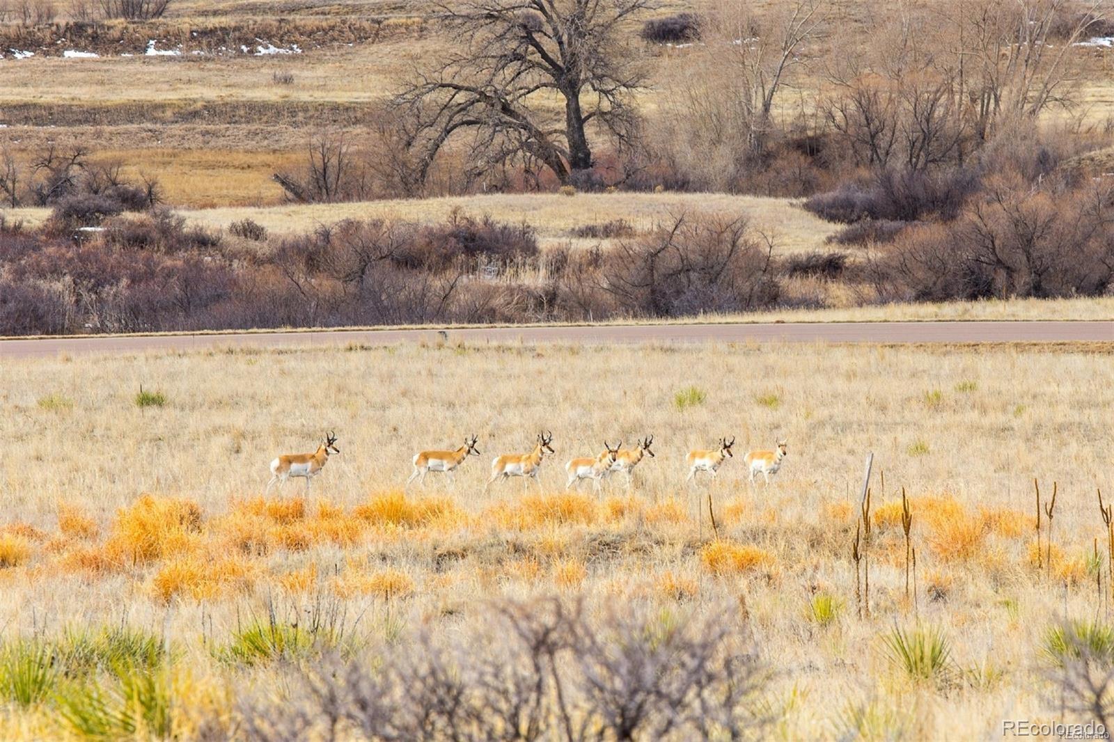 7868 Forest Keep Circle Parker, CO 80134 - Photo 30 of 36