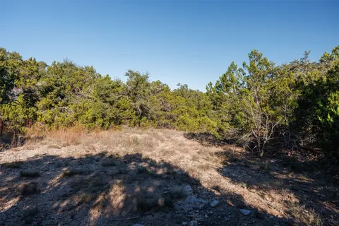 a view of a forest with a tree