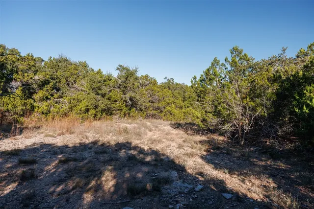 a view of a forest with a tree