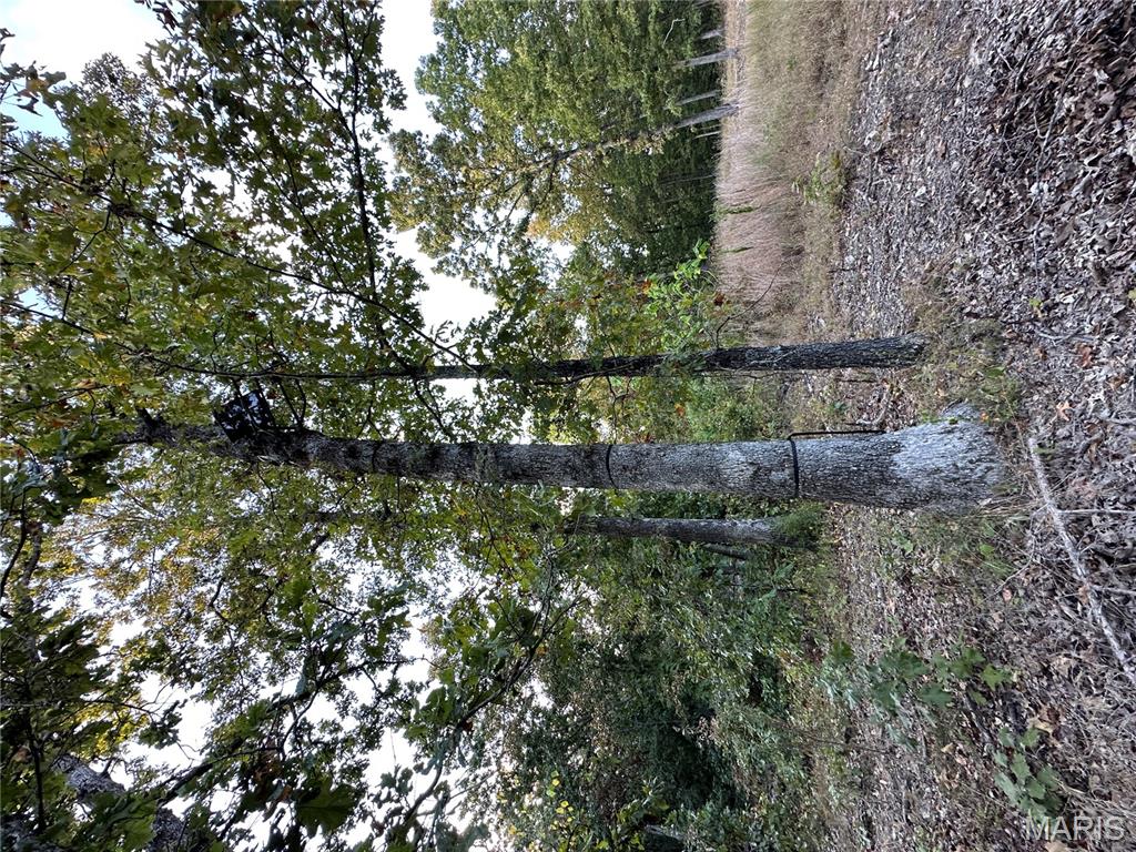 Tdb Upper Janes Creek Road Ravenden, AR 72459 - Photo 65 of 84