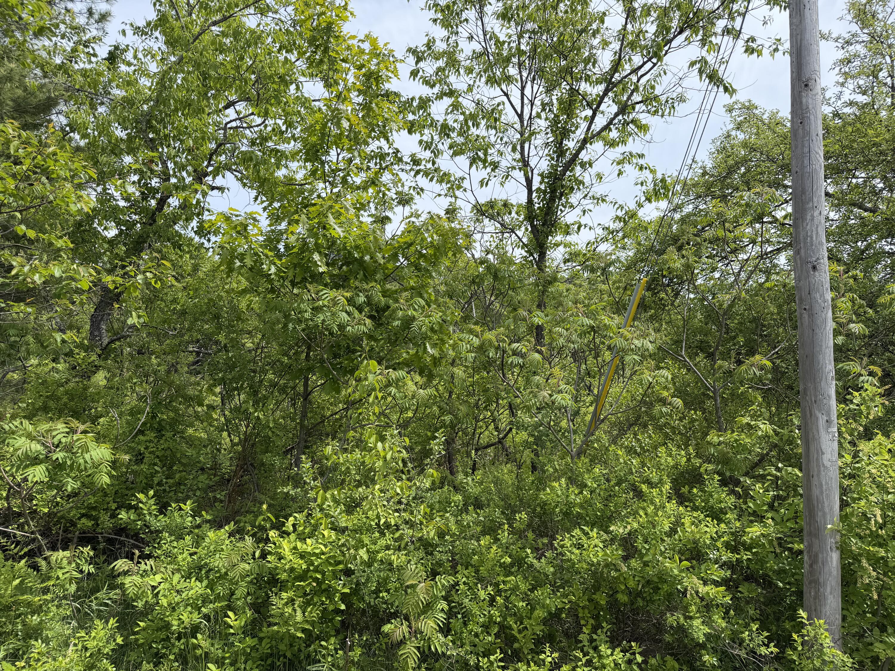 Lot 2 Cross Road Alna, ME 04535 - Photo 6 of 6 IMG_1233