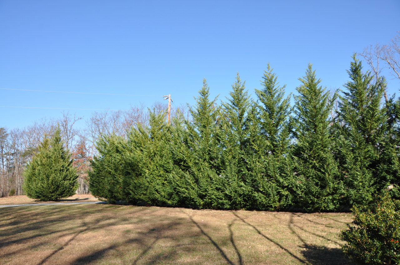 1153 Mead Valley Road Moneta, VA 24121 - Photo 2 of 35 Beautiful Pine Trees at Road