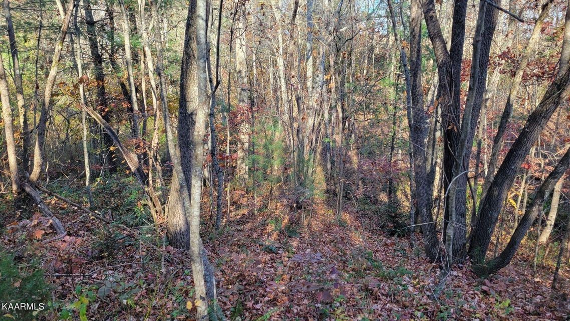 0 Mt Helen Road Allardt, TN 38504 - Photo 14 of 19 Gallery Image 14