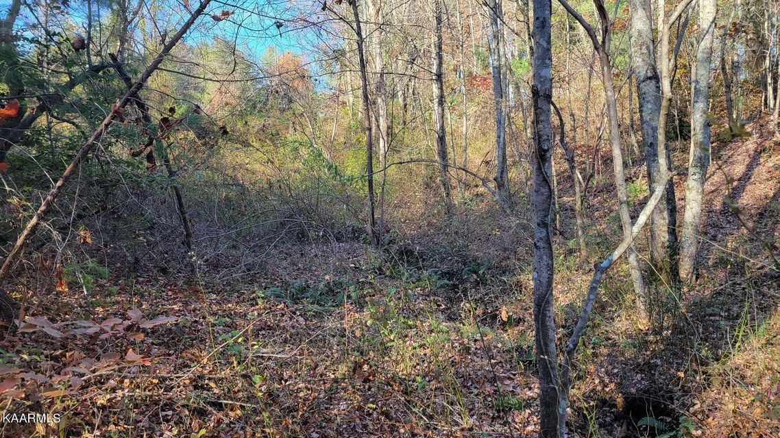 0 Mt Helen Road Allardt, TN 38504 - Photo 19 of 19 Gallery Image 19
