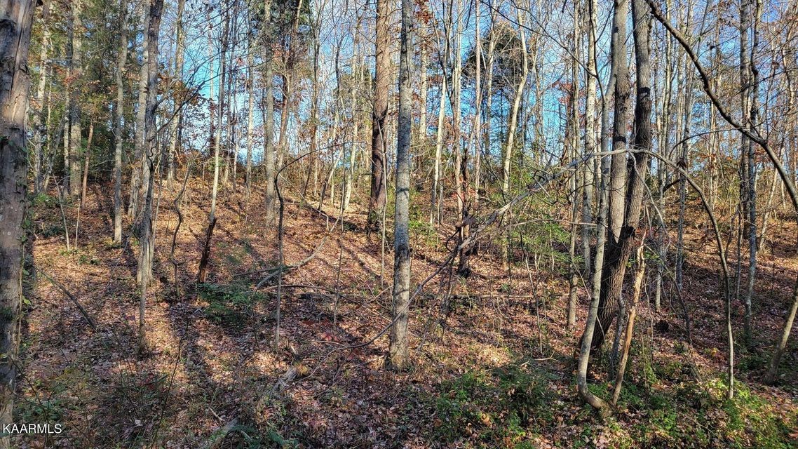 0 Mt Helen Road Allardt, TN 38504 - Photo 3 of 19 Gallery Image 3