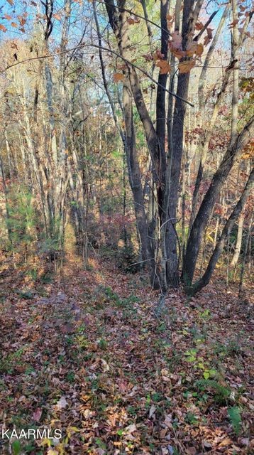 0 Mt Helen Road Allardt, TN 38504 - Photo 5 of 19 Gallery Image 5