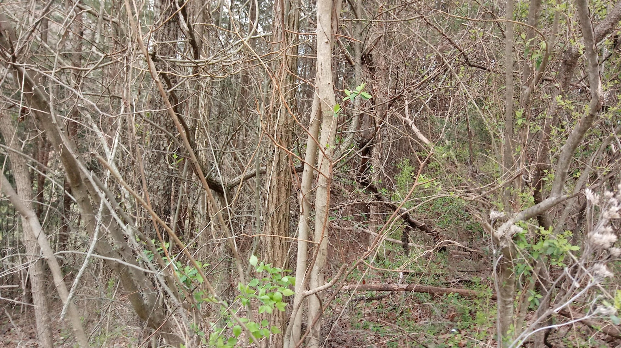 41 Pecan Tree Way Newport, TN 37821 - Photo 1 of 3 Gallery Image 1