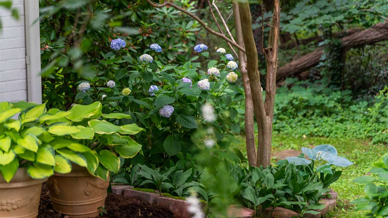 235 Overlook Road Staunton, VA 24401 - Photo 29 of 37 a plant that is in the garden