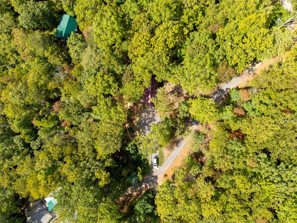 205 Copper Mountain Drive Murphy, NC 28906 - Photo 5 of 29 a view of a tree with a plant