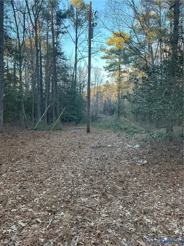 a view of a forest with trees in the background
