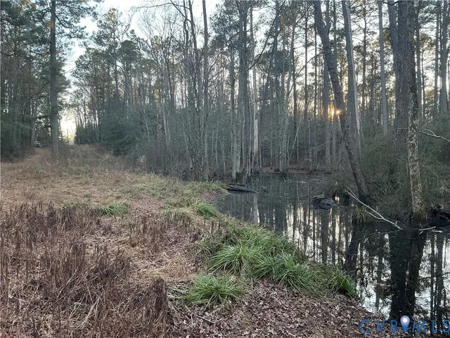 a view of a forest with trees in the background